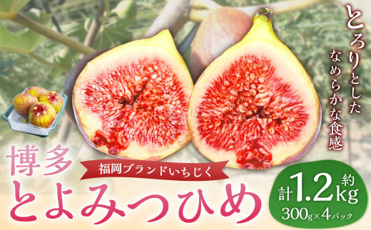 福岡県ブランドいちじく「博多とよみつひめ」4パック【2024年8月下旬～10月下旬発送予定】