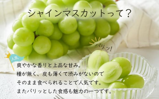 岡山県産 ぶどう 2024年 先行予約 ご家庭用 シャインマスカット 晴王 約2kg（3～6房）ブドウ フルーツ 果物