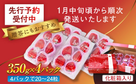 【先行予約】　超特大玉いちご 完熟 紅ほっぺ (350g×4パック) いちご 果物 フルーツ 愛西市/はしもと園芸 [AECD002]