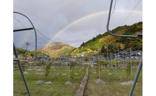 新見の自然の中で作っています。雨上がりの虹を見ることも。