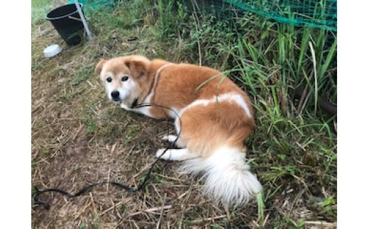 番犬マウ。山から降りてくる猿を追い払う大事な任務も担っています！