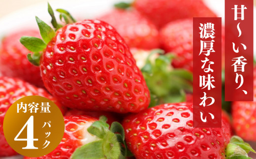 先行予約 いちご 平群の古都華 L～2Lサイズ 計4パック  3月発送 古都華 阪野農園 | 果物 くだもの フルーツ 苺 イチゴ いちご ストロベリー 古都華 ことか 旬の品種 奈良県 平群町