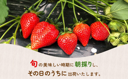 いちご「けんたろう」2トレーセット 【ふるさと納税 人気 おすすめ ランキング 果物 いちご苺 イチゴ 国産いちご 国産苺 けんたろう セット おいしい 美味しい 北海道 豊浦町 送料無料】 TYUF003