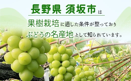 [No.5657-2627]産地直送 シャインマスカット4kg以上 (約5～10房) 《株式会社 信州須坂太田農園》■2024年発送■※9月上旬頃～10月中旬頃まで順次発送予定