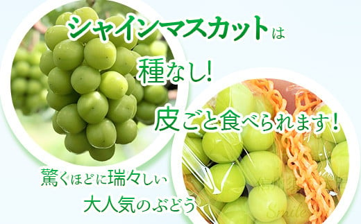 [No.5657-2627]産地直送 シャインマスカット4kg以上 (約5～10房) 《株式会社 信州須坂太田農園》■2024年発送■※9月上旬頃～10月中旬頃まで順次発送予定