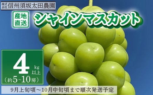 [No.5657-2627]産地直送 シャインマスカット4kg以上 (約5～10房) 《株式会社 信州須坂太田農園》■2024年発送■※9月上旬頃～10月中旬頃まで順次発送予定