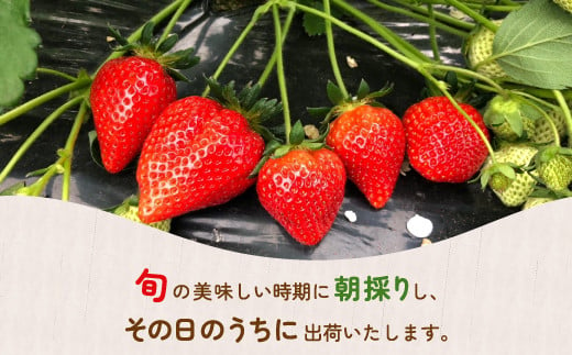 【北海道内限定配送】いちご「けんたろう」250g×4パック 【ふるさと納税 人気 おすすめ ランキング 果物 いちご苺 イチゴ 国産いちご 国産苺 けんたろう セット 道内限定 おいしい 美味しい 北海道 豊浦町 送料無料】 TYUF004