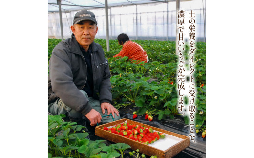 【先行予約】いちご 紅白いちご 食べ比べ 紅ほっぺ 白いちご ホワイトエンジェル 約270g×計4パック 約1kg以上 果物 フルーツ 土耕栽培 甘い 徳島県 阿波市 岩本いちご園