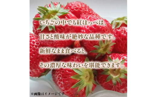 【先行予約】いちご 紅白いちご 食べ比べ 紅ほっぺ 白いちご ホワイトエンジェル 約270g×計4パック 約1kg以上 果物 フルーツ 土耕栽培 甘い 徳島県 阿波市 岩本いちご園