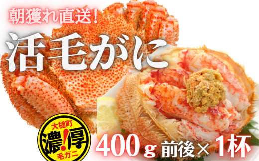 【令和7年発送】三陸産 三陸活毛ガニ400g×1杯（1尾）【2025年3月～4月発送】