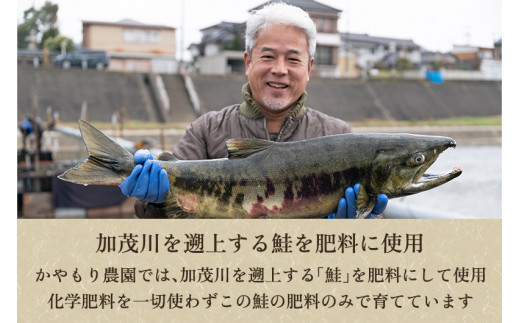 【定期便6ヶ月毎月お届け】新潟産コシヒカリ「伝ゴールド」白米真空パック 精米8kg（2kg×4）南麻布の高級料亭で提供される極上米 かやもり農園 定期便