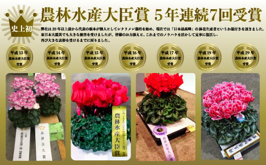 【先行予約】根本園芸 シクラメン 【5号】 鉢花 鉢植え ﾌﾟﾙﾏｰｼﾞｭ　ガーデンシクラメン 花 ギフト 農林水産大臣賞受賞