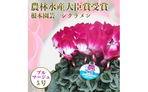 【先行予約】根本園芸 シクラメン 【5号】 鉢花 鉢植え ﾌﾟﾙﾏｰｼﾞｭ　ガーデンシクラメン 花 ギフト 農林水産大臣賞受賞