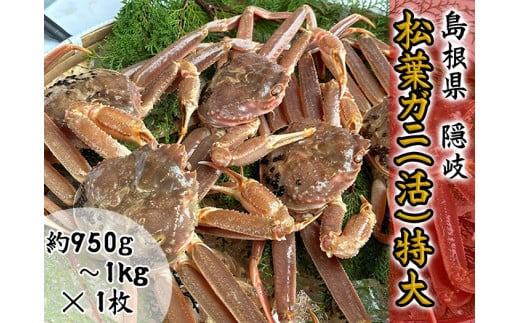 2703　【木村鮮魚店提供】　隠岐松葉ガニ特番サイズ（活）　１枚