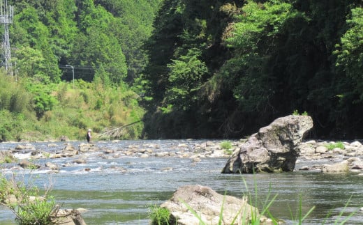 予約受付【令和7年】(減免対象者限定) 馬瀬川下流!! 雑魚年釣券  渓流釣り 年券 アマゴ イワナ あまご いわな 2025年