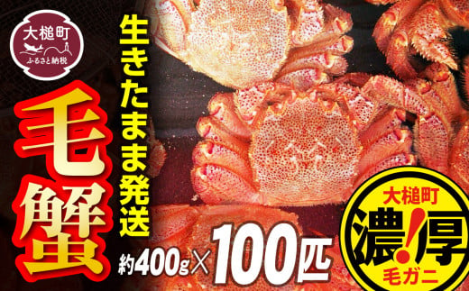 【令和7年発送先行予約】三陸産！活毛ガニセット 400g×100杯【2025年2月～4月発送】