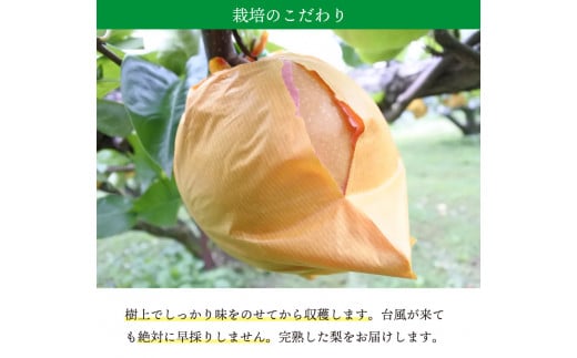 【桃沢晴香園】 にっこり（梨　5kg）（7玉）