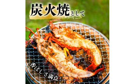 伊勢海老 特大 約700g 約700g×1尾 伊勢えび 伊勢エビ いせえび イセエビ 海老 えび エビ 海鮮 海産物 海の幸 おせち 高級 国産 海鮮 ギフト