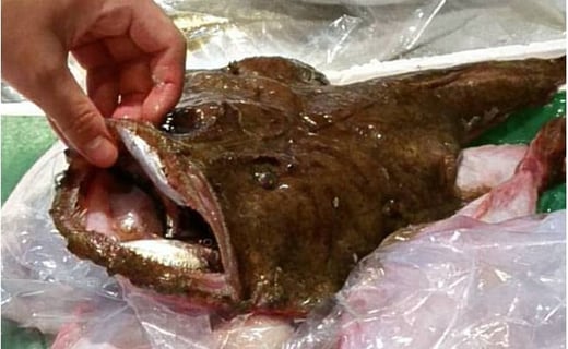 鮮度抜群！魚屋のアンコウ 魚介類 鍋セット 海鮮鍋 切り身 1kg 新鮮 海鮮 ギフト 冬 鍋 [№5716-0199]