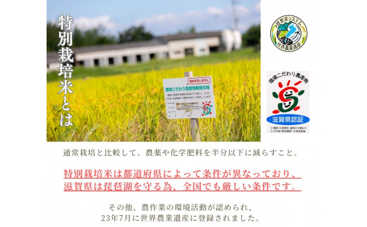  【新米予約】 定期便 コシヒカリ きぬむすめ 食べ比べ 玄米 各10kg × 4ヶ月 ( 令和6年産 先行予約 新米 玄米 10kg 40kg 4回 2品種 お米 おこめ ごはん 米 特別栽培米 ブランド米 ライス こだわり米 ギフト 国産 縁起の竜王米 滋賀県竜王町 )