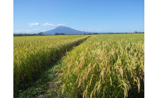 令和6年産 精米 つがるロマン10kg （ 5kg ×2袋）青森 KonRiceFarmの お米 