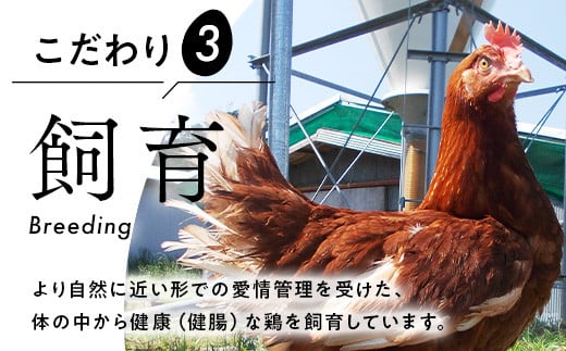 【定期便12ヵ月】《毎月10日お届け》御殿たまご 赤たまご 24個入（破損保障含む）（6個入モウルドパック×4P入） ｜ 卵 タマゴ 玉子 たまごかけご飯 生卵 鶏卵 卵焼き 国産 御殿場産 ※北海道・沖縄・離島への配送不可