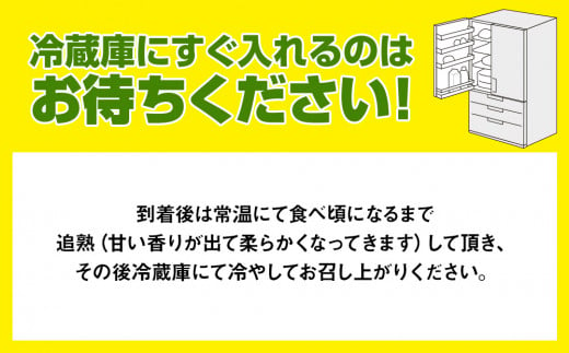 【2025年発送】南国の果物　沖縄県産マンゴー　赤キーツ　1kg