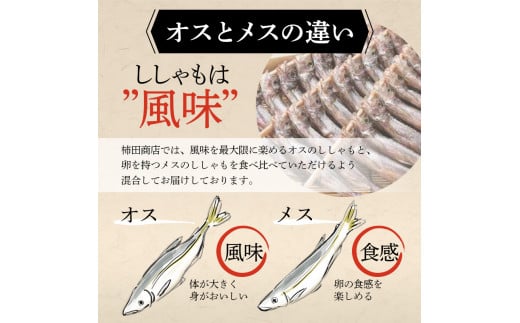 本場くしろ産 ししゃもオス・メス80尾入り！ 本ししゃも 魚 ししゃも 魚好きのオス プチプチたまごのメス 魚介 グルメ シシャモ 北海道産 国産 魚 魚介 海の幸 F4F-5542