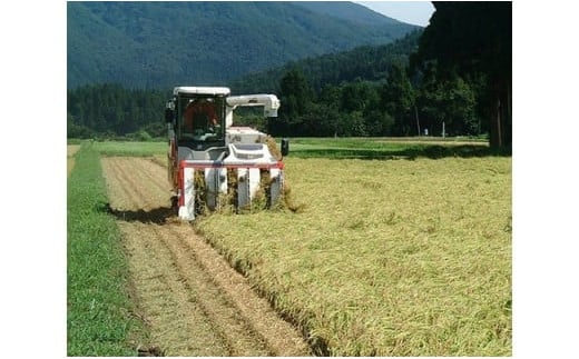 令和6年産 特別栽培米コシヒカリ 「仙見米」5kg 新潟県 五泉市 （有）川内ライスプラント