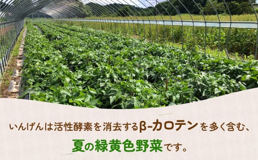 いんげん 2kg バラ詰め サイズ混合 北海道 豊浦町 【ふるさと納税 人気 おすすめ ランキング 野菜 根菜 いんげんインゲン国産 バラ 詰合せ 混合 おいしい 美味しい 甘い 北海道 豊浦町 送料無料】 TYUF002