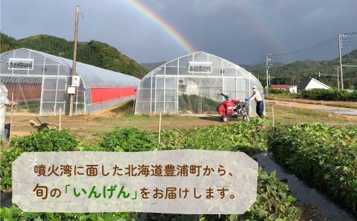 いんげん 2kg バラ詰め サイズ混合 北海道 豊浦町 【ふるさと納税 人気 おすすめ ランキング 野菜 根菜 いんげんインゲン国産 バラ 詰合せ 混合 おいしい 美味しい 甘い 北海道 豊浦町 送料無料】 TYUF002