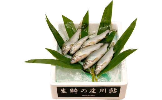 生粋の庄川鮎（150ｇ）