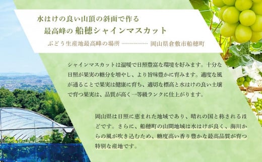 【定期便 全2回】2025年先行予約 プレミアム　シャイン　マスカット  晴王 2房 約1.4ｋg  2回定期便　９月・１０月に１回づつお届け　岡山県産　船穂産　赤秀品  種無し 皮ごと食べる フレッシュ 贈答用　ハレノフルーツ