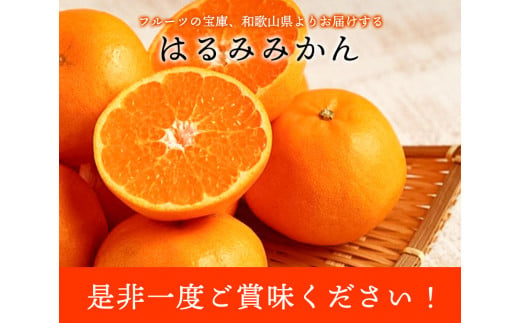 はるみ ＜先行予約＞青秀以上 紀州有田産 はるみ 約5kg（Lサイズ）厳選館《2025年1月下旬-3月上旬頃出荷》和歌山県 日高川町 フルーツ 果物 はるみ みかん