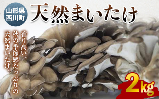 FYN9-591 《先行予約》 山形県西川町産 天然まいたけ 2kg きのこ 炊き込みご飯 天ぷら 山形県 西川町