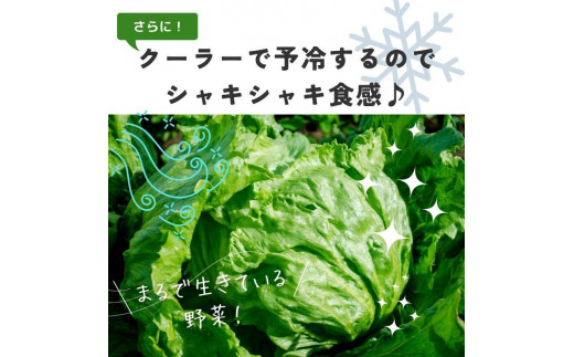 【4回定期便】【野菜ソムリエ厳選】北海道小樽産 旬の活野菜セットL 10種以上 120サイズ