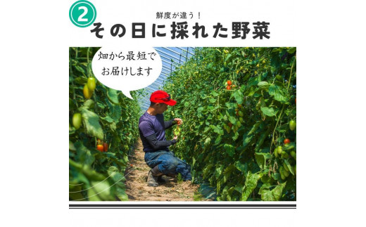 【4回定期便】【野菜ソムリエ厳選】北海道小樽産 旬の活野菜セットL 10種以上 120サイズ