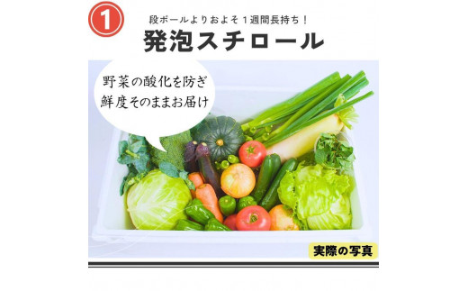 【4回定期便】【野菜ソムリエ厳選】北海道小樽産 旬の活野菜セットL 10種以上 120サイズ