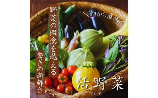 【4回定期便】【野菜ソムリエ厳選】北海道小樽産 旬の活野菜セットL 10種以上 120サイズ