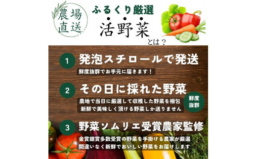 【4回定期便】【野菜ソムリエ厳選】北海道小樽産 旬の活野菜セットL 10種以上 120サイズ