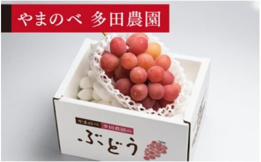 《先行予約》2025年 山形県産 クイーンニーナ 1房入り やまのべ多田農園のぶどう F20A-999