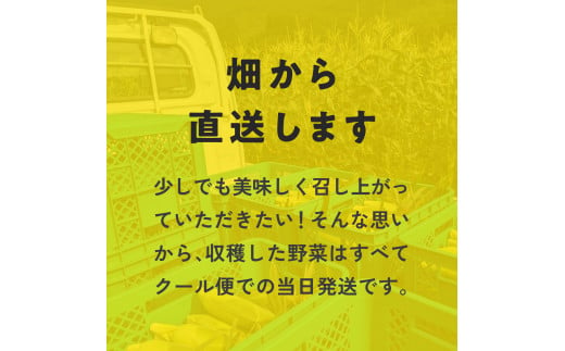 甘味究極！ 糖モロ濃シ 特大サイズ 3kg(5～6本)【とうもろこし】朝どれ直送 スイートコーン 産地直送 【配送不可地域：北海道・東北・沖縄・離島】 鳥取県日南町 星の農園