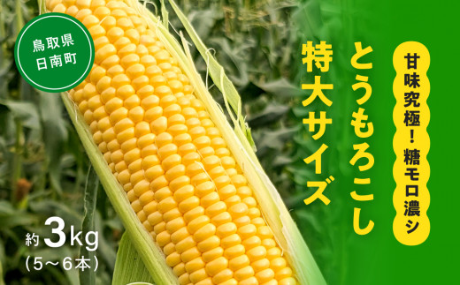 甘味究極！ 糖モロ濃シ 特大サイズ 3kg(5～6本)【とうもろこし】朝どれ直送 スイートコーン 産地直送 【配送不可地域：北海道・東北・沖縄・離島】 鳥取県日南町 星の農園