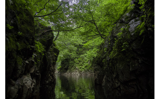 秘境三淵渓谷の天然純粋蜂蜜「夏のはちみつ」_E125