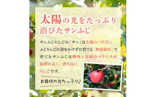 【2025年2月前半発送】 りんご 青森産 約5kg サンふじ 確約 品種おまかせ2種以上 贈答用 特選～特秀