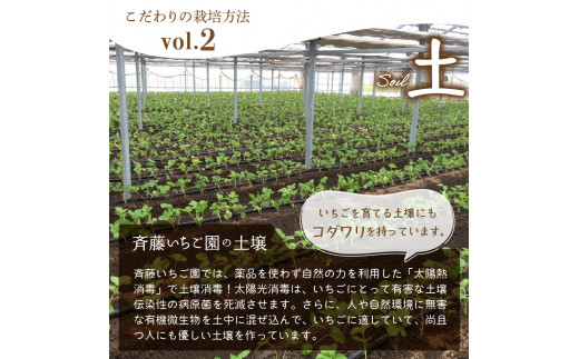 《先行予約》4月より順次発送※ いちご「 やよいひめ 」約270g×2パック 群馬県 千代田町 ＜斉藤いちご園＞