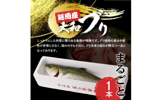 【10月～2月発送!!】まるごと一本！大和ブリ内臓処理済み刺身ぶりしゃぶ煮物 N072-YZB517