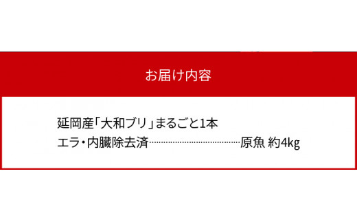 【10月～2月発送!!】まるごと一本！大和ブリ内臓処理済み刺身ぶりしゃぶ煮物 N072-YZB517