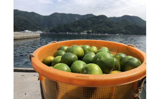 安樹屋　愛媛県明浜産　極早生みかん　５kg（家庭用）