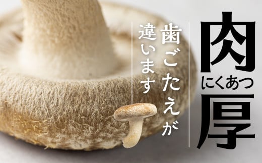 菌床しいたけ 約1kg 4パック 国産 椎茸 シイタケ 生しいたけ きのこ キノコ 鍋に すきやきに syun26